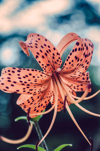 Close-up of butterfly on plant