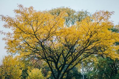 Low angle view of yellow autumn tree against sky