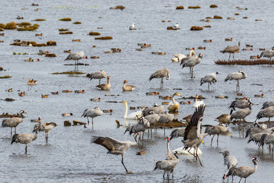 Cranes that landing in the lake