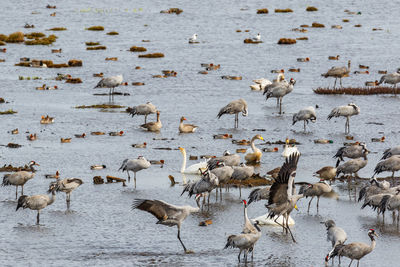 High angle view of seagulls at lakeshore