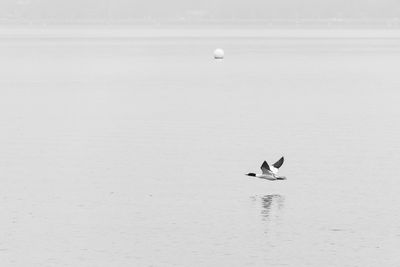 Bird flying over sea