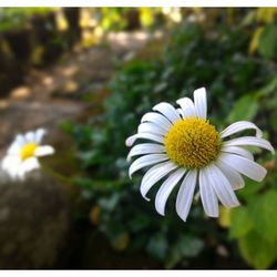 Close-up of white daisy flowers