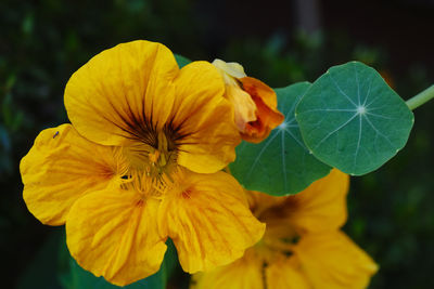 Close-up of yellow flowering plant