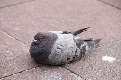 High angle view of pigeon on footpath