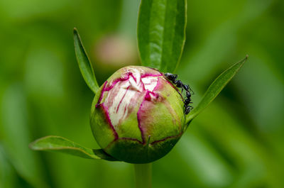 Close-up of pink flower bud