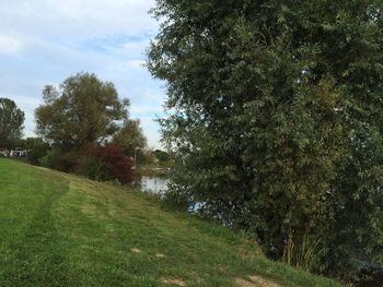 Trees growing on landscape