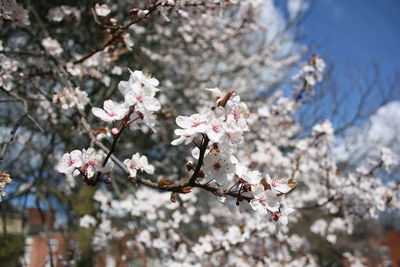 Close-up of cherry blossoms in spring