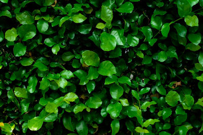 Full frame shot of plants