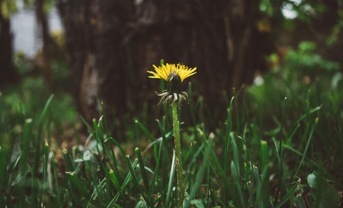 Close up of yellow flowers blooming in field