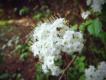 Close-up of white flowers blooming outdoors