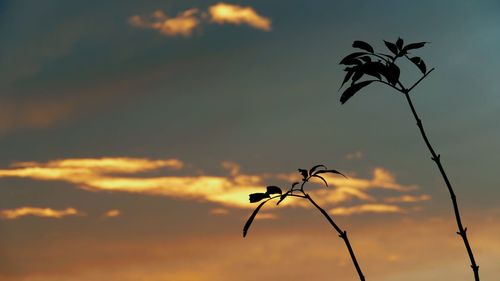 Low angle view of plant against sky