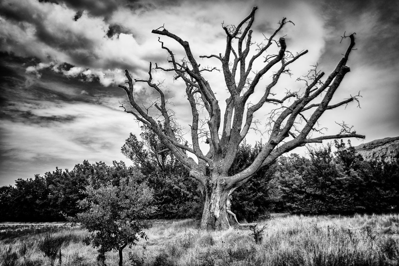 tree, sky, lone, nature, tranquility, tree trunk, branch, landscape, day, outdoors, beauty in nature, no people, cloud - sky, low angle view, bare tree