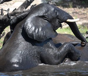 Close-up of elephant in water