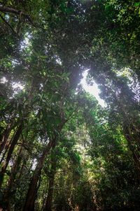 Low angle view of trees against sky