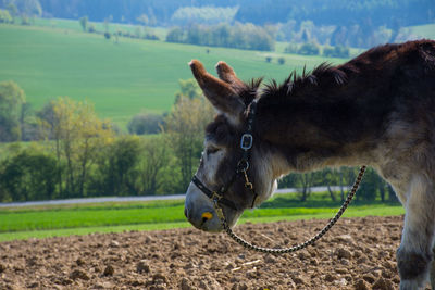 Close-up of horse on field against sky