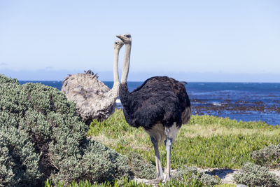 Ostriches on field by sea against clear sky