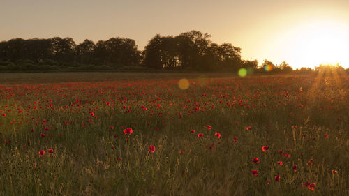 Scenic view of poppy field against sky during sunset