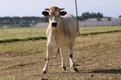 Horse standing in a field
