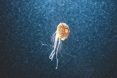 Close-up of jellyfish swimming in aquarium berlin