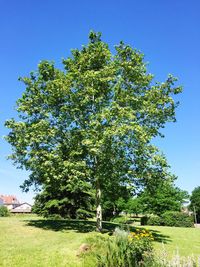 Trees on field against clear blue sky