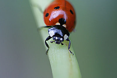 Close-up of ladybug