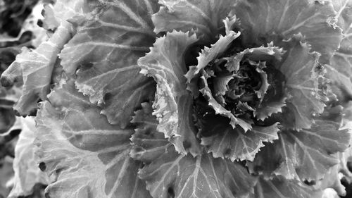 Close-up of wilted flower