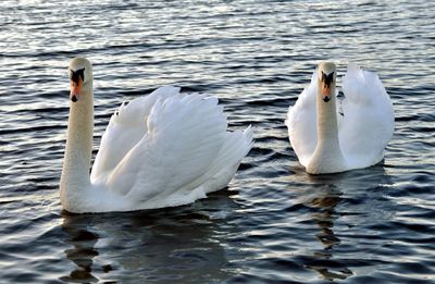 Mute swans swimming on lake