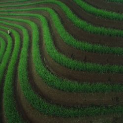 High angle view of woman working on agricultural field