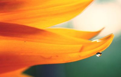 Macro shot of flower