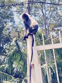 Low angle view of monkey on wooden post