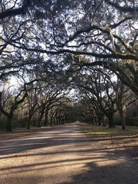 Road amidst trees