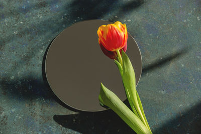High angle view of tulip flower floating on water