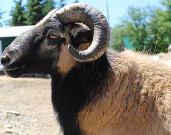 Close-up of an animal