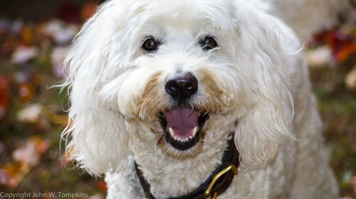 Close-up of dog