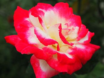 Close-up of pink rose