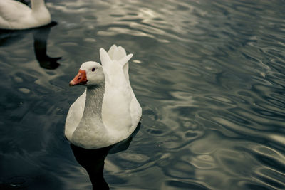 Chinese goose swimming in lake