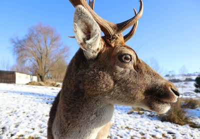 Close-up of deer in snow