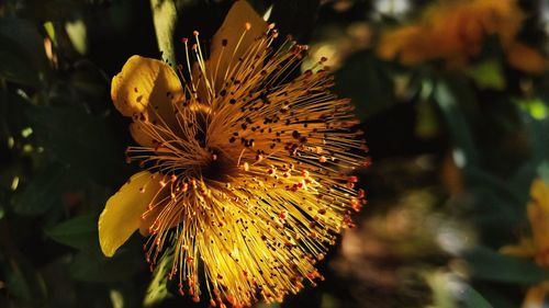 Close-up of hypericum in lights and shadows 