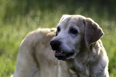 Close-up of dog looking away