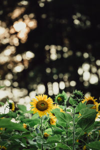 Close-up of yellow flowering plant