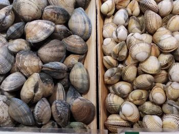 High angle view of clams for sale at fish market