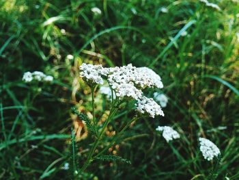 Close-up of white flowers