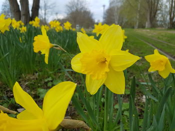 Close-up of yellow flowers blooming outdoors