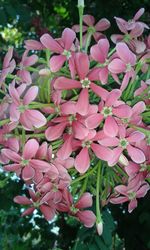 Close-up of pink flowers blooming outdoors