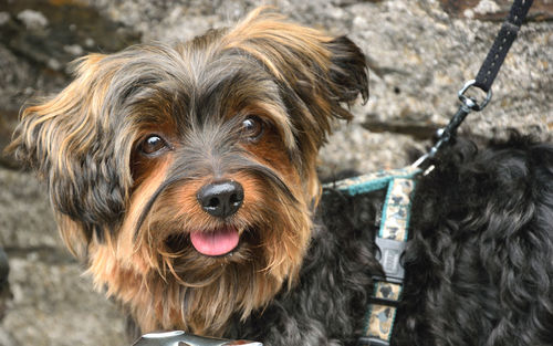 Close-up portrait of dog