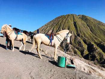 View of horses on the ground