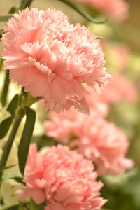 Close-up of flowers blooming at park