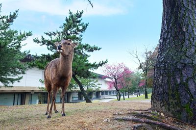 Horse standing on tree trunk