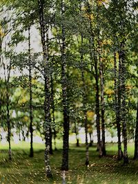 View of trees in forest