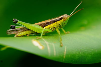 Close-up of insect